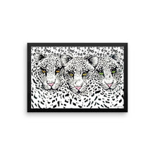 SNOW CHEETAHS Framed poster - COOOL CATS